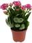Kalanchoe Çiçeği Kalanşo Çiçeği Bitki Ev Ofis Bitkisi 20 - 25 cm 1