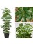 Serada Decor Plant Yeşil Şeflera Tek Dallı Salon Bitkisi Schefflera 70-80 cm Iç Mekan Bitkisi 1