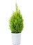 Limon Kokulu Limoni Servi Cupressus Ev Ofis Salon Çamı 30-40 cm 1