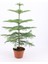 Salon Çamı Arokarya Araucaria 60-80 cm (Ev Bitkisi Ofis Bitkisi Salon Bitkisi) 2