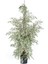 Benjamin Bitkisi 110 120 cm Benjamin Ficus Starlight Ev Bitkisi Ofis Bitkisi Salon Bitkisi 1