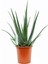 Aloe Vera Bitkisi 30 40 cm Sarı Sabır Bitkisi Ev Bitkisi 2