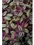 Tradescantia Zebrina (Telgraf) Çiçeği 1