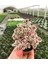 Sedum Tricolor 3 Renkli Sukulent 5.5 cm Saksıda 1