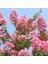 Pembe Oya Çiçeği Fidanı 80 cm 1