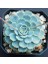 Dev Boy Xxl Echeveria Glauca (Aşkın Gözyaşı) Sukulent Bitki 1