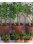 Crassula Ovata Sukulent Para Çiçeği Şans Bitkisi Mini Kaktüs Saksısında 1