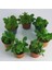 Crassula Ovata Sukulent Para Çiçeği Şans Bitkisi Mini Kaktüs Saksısında 2