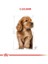 Cocker Junior Yavru Köpek Maması 3 kg 1