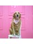 Açık Pembe Köpek Bandanası (S - M - L Beden) Yılbaşı Temalı 3