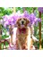 Köpek Gezdirme Kayışı - Bordo (2 Beden) 4