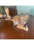 Pet Malzemeleri Için Şeffaf Hafif Kedi Ağız Kapağı Isıran Kedi Muzzles (Yurt Dışından) 5
