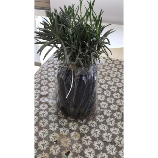 Serada Decor Plant Bahçe Tipi Lavanta Fidanı 3 Adet 15-25 cm Intermedia