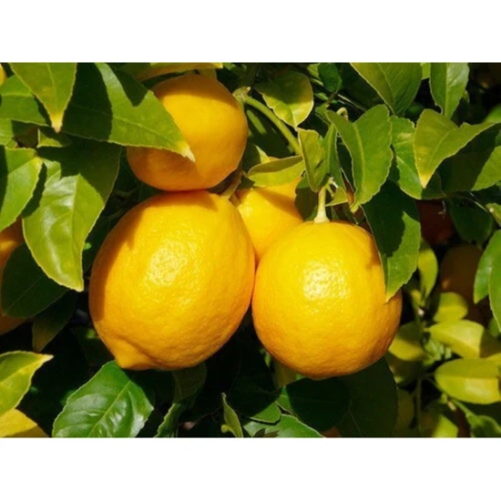 Serada Decor Plant 3 Yaşlı Yediveren Limon Fidanı