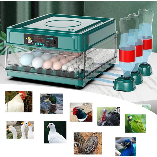 Fayshow Yumurta Inkübatör Kümes Hayvanları Kuluçka Makinesi Yetiştiricisi 12 Yumurta (Yurt Dışından)
