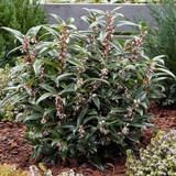 Plantistanbul Cestrum Nocturnum Melisa Parfüm Çiçeği, Saksıda