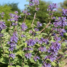 Fidanistanbul Kedi Nanesi, Saksıda