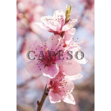 Capeso Cherry Blossom-Japon Kiraz Çiçeği Çubuklu Oda Kokusu 150 ml