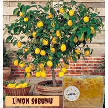 Monsieur Premiere Limon Sabunu 5 Adet