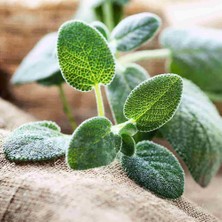 Biovense Adaçayı Uçucu Yağı 10 ml