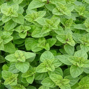 İstanbul Kekiği Saksıda