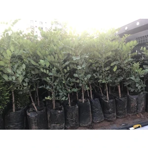 (Aşilı) Keçiboynuzu (Harnup) Fidanı