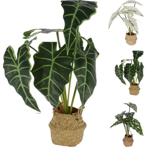 Boyner Evde Hasır Saksıda Fil Kulağı Bitkisi