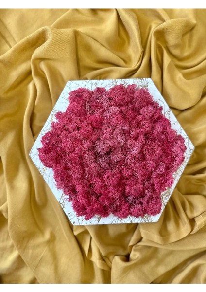 Reindeer Moss Mumyalanmış Yosun Altıgen