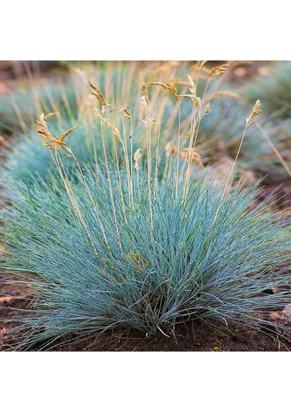 Festuca Glauca Mavi Yumak Otu, Saksıda