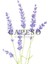 Lavender Lavanta Çubuklu Oda Kokusu 150 ml 3