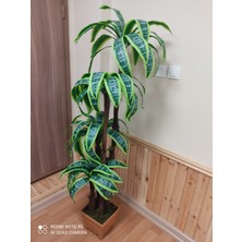 Cennet Home  Yukka Dracaena Palmiye Ağacı 4 Gövdeli Ahşap Görününmlü Plastik Saksıda