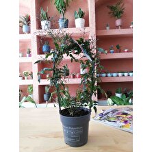 Craft & Botanik Çin Yasemini (Yasemin Çiçeği)