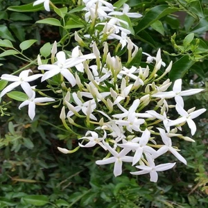 Jasminum Azoricum Lemon Limon Kokulu Yasemin 40 - 60 cm Saksıda