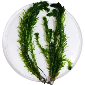 Atılım Akvaryum Elodea Densa 10 Dal Canlı Akvaryum Bitkisi