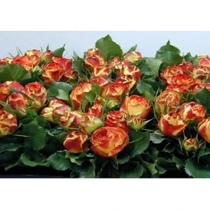 2 yaş İthal Vulcanica(kırçıllı) Gül Fidanı