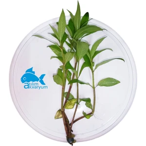 Atılım Akvaryum Limon Canlı Akvaryum Bitkisi 5 Dal (Geniş Yaprak)