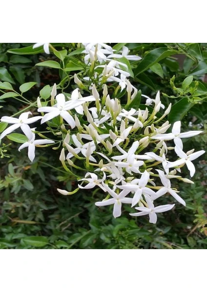 Jasminum Azoricum Lemon Limon Kokulu Yasemin 40 - 60 cm Saksıda