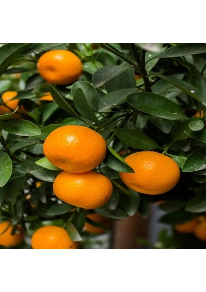 Mandalina Fidanı Citrus reticulata BODUR, 60-70 cm, Saksıda