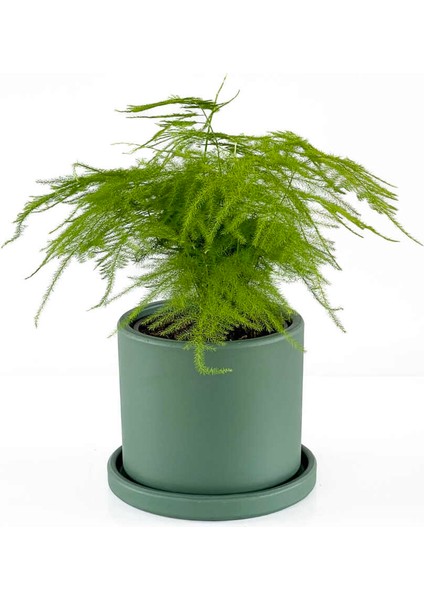 Asparagus Setaceus - Tül Kuşkonmaz Ruby Mint Yeşili Saksılı 30-40 cm
