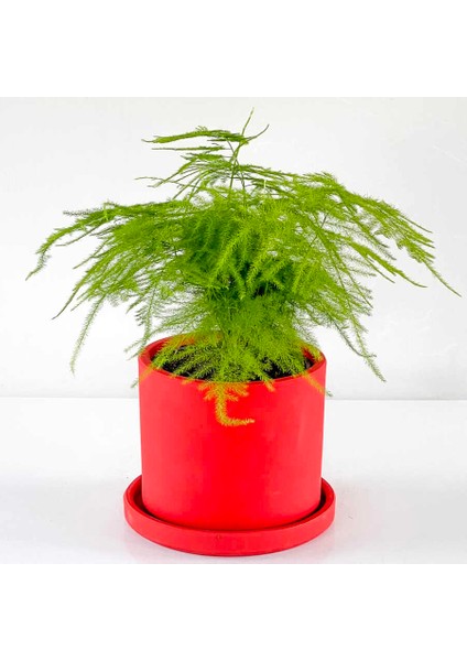 Asparagus Setaceus - Tül Kuşkonmaz Ruby Kırmızı Saksılı 30-40 cm