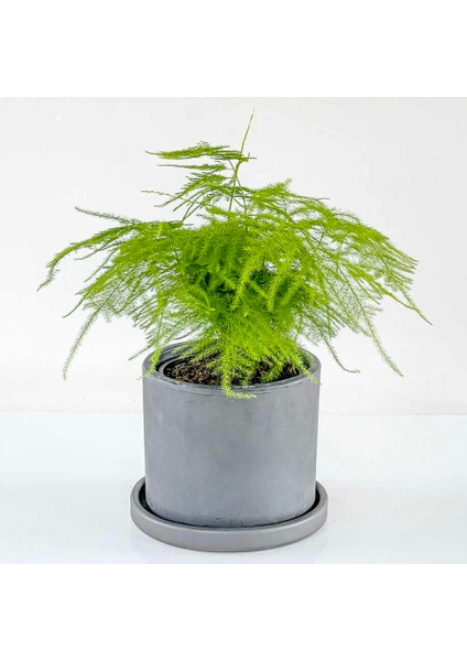 Asparagus Setaceus - Tül Kuşkonmaz Ruby Antrasit Saksılı 30-40 cm