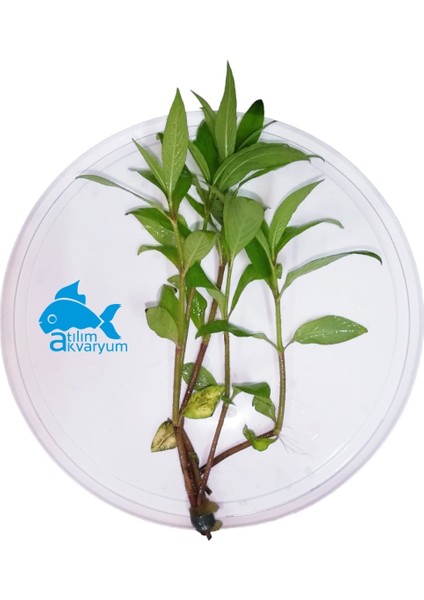 Limon Canlı Akvaryum Bitkisi 5 Dal (Geniş Yaprak)