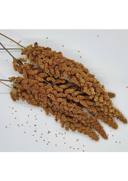 Kızıl Dal Darı 500 gr fiyatları