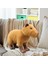 Capybara Peluş Oyuncaklar (Yurt Dışından) 3