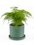 Asparagus Setaceus - Tül Kuşkonmaz Ruby Mint Yeşili Saksılı 30-40 cm 1