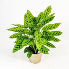 Armenbotanik Calathea Lancifolia -  Ürün