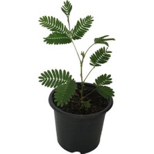 Armenbotanik Küstüm Çiçeği Mimosa Pudica