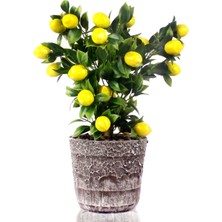 Nettenevime Yapay Çiçek Seramik Saksıda Limon Ağacı