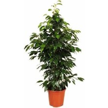 MS Çiçekçilik Benjamin Ficus Benjamina 120 cm Yerli Ev Bitkisi Ofis Bitkisi