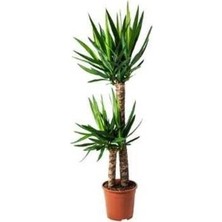 Ms Yucca Bitkisi 2 Kök Yuka Bitkisi Avize Çiçeği Ev Bitkisi 80 100Cm